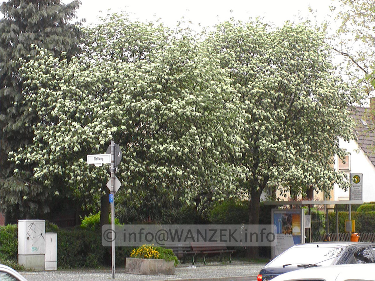 Crataegus Carrierei 01.jpg